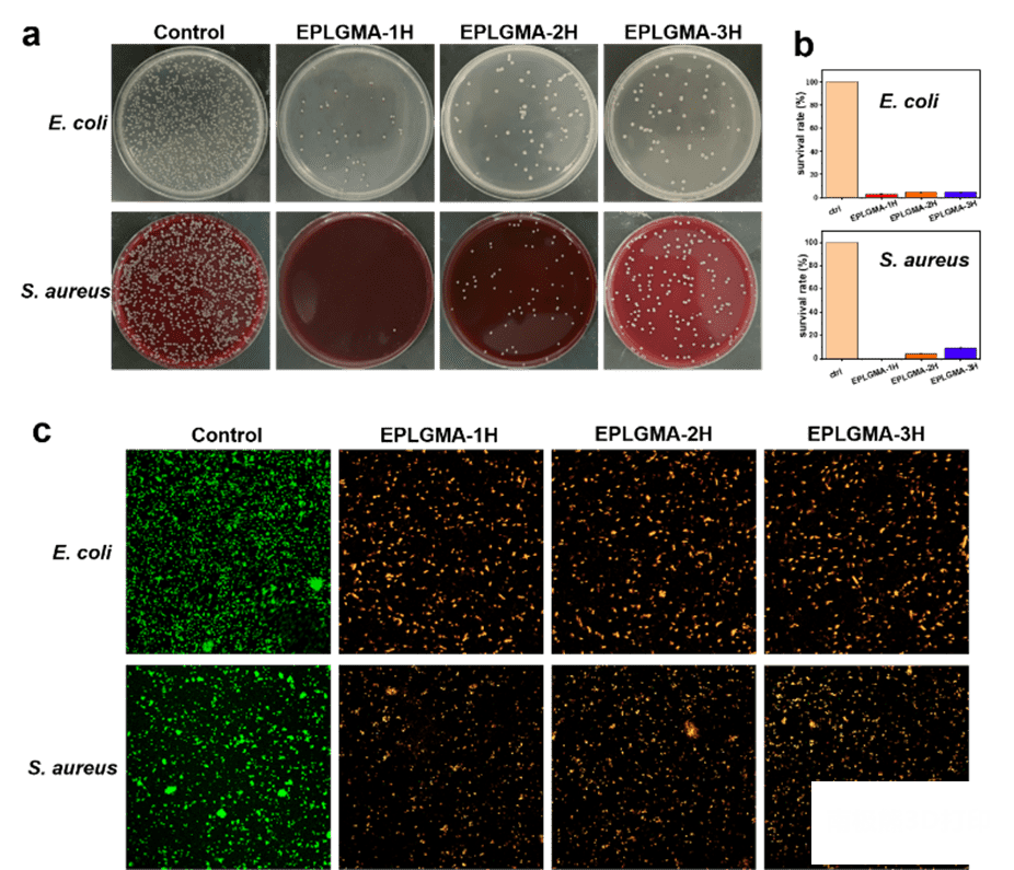 湖南大学刘海蓉课题组：一种可用于3D生物打印的抗菌ε-聚赖氨酸衍生生物墨水