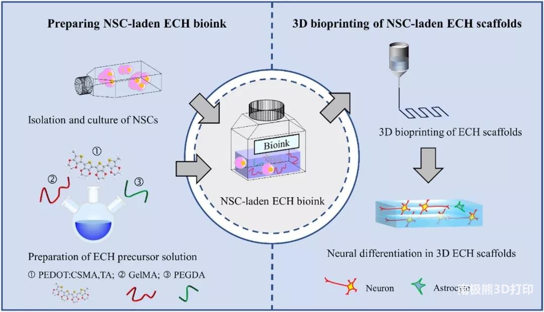 中科院苏州纳米所张智军团队：生物3D打印导电水凝胶支架调控神经干细胞定向分化
