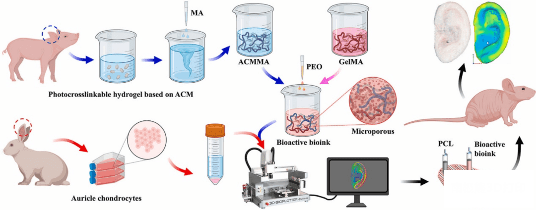 使用基于微孔光交联脱细胞软骨基质的生物墨水进行耳廓软骨的生物打印和再生