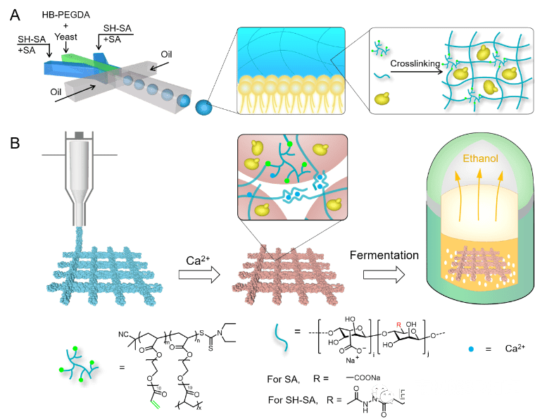 南京工业大学余子夷CEJ：酿酒酵母能打印？利用新的生物墨水构建催化活体材料